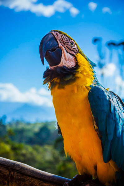 Colorful parrot against blue sky